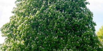 Árboles europeos en peligro de extinción