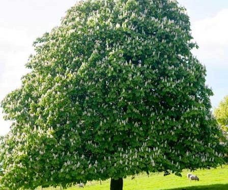 Árboles europeos en peligro de extinción