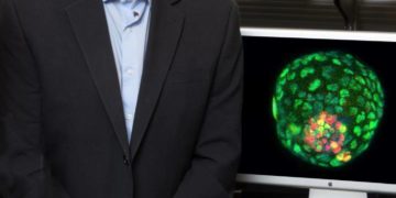 Crea embriones artificiales a partir de la oreja de un ratón