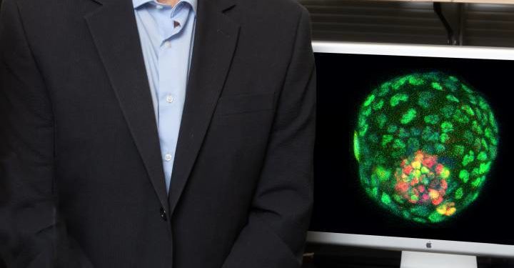 Crea embriones artificiales a partir de la oreja de un ratón