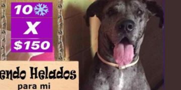 Perrito vende helados para cirugía