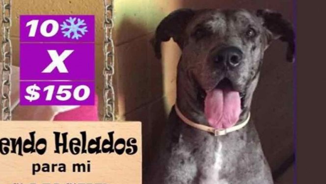 Perrito vende helados para cirugía