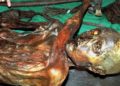 Restos de musgo revelan el recorrido final de Ötzi