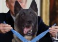 Trump atenderá a ‘héroe canino’ en la Casa Blanca