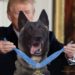 Trump atenderá a ‘héroe canino’ en la Casa Blanca