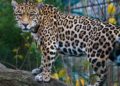 Piden que tráfico ilegal del jaguar sea delito grave