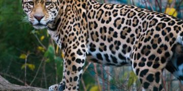 Piden que tráfico ilegal del jaguar sea delito grave