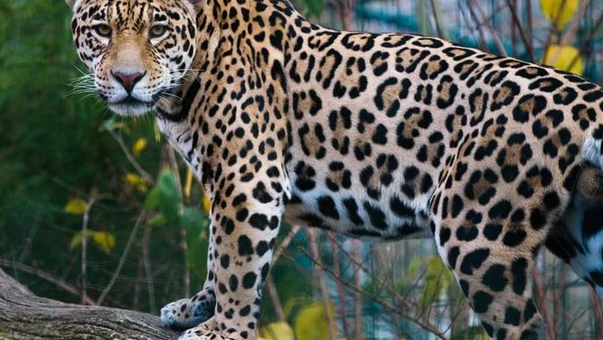 Piden que tráfico ilegal del jaguar sea delito grave