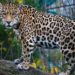 Piden que tráfico ilegal del jaguar sea delito grave