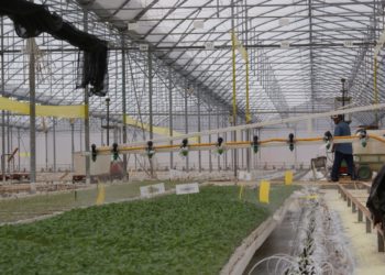 Líder San Luis en producción de tomate, caña de azúcar, naranja y chile verde