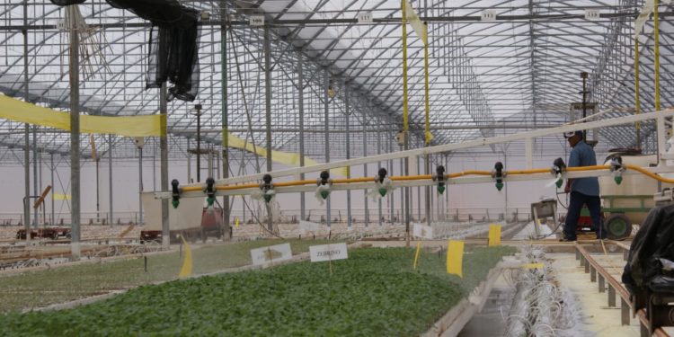 Líder San Luis en producción de tomate, caña de azúcar, naranja y chile verde