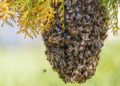 Tras ataque de abejas muere hombre en Sinaloa