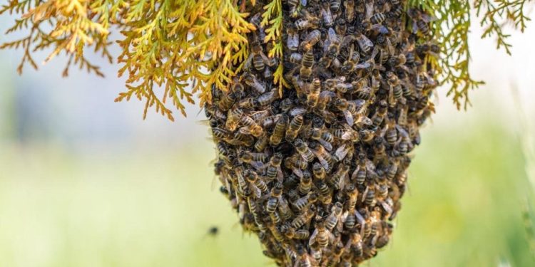 Tras ataque de abejas muere hombre en Sinaloa