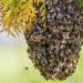 Tras ataque de abejas muere hombre en Sinaloa