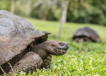 La tortuga más vieja de África a los 344 años ha muerto