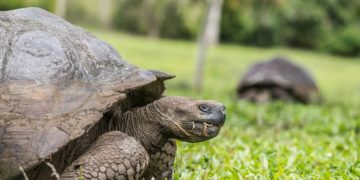 La tortuga más vieja de África a los 344 años ha muerto