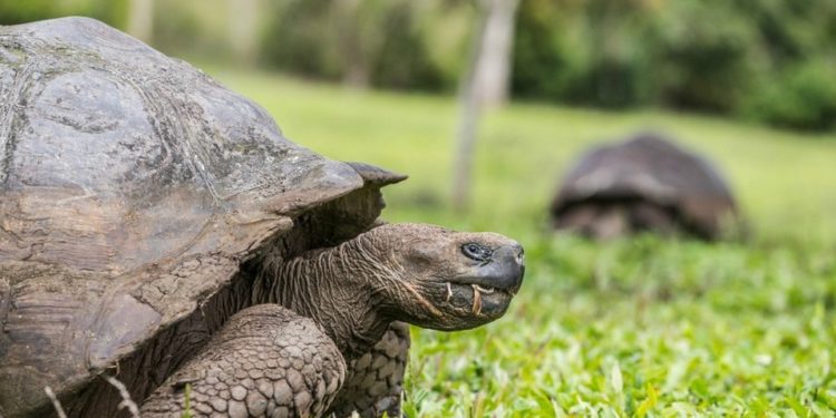 La tortuga más vieja de África a los 344 años ha muerto