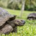 La tortuga más vieja de África a los 344 años ha muerto