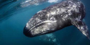 Las ballenas también combaten el cambio climático