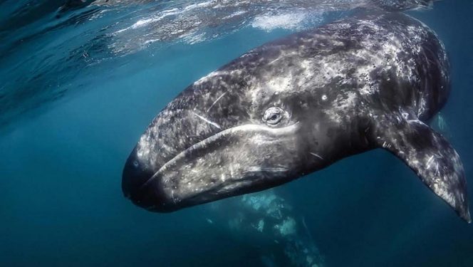 Las ballenas también combaten el cambio climático