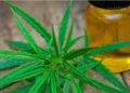 Mercado del cannabis en México dominado por el CBD