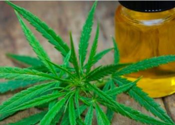 Mercado del cannabis en México dominado por el CBD