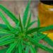 Mercado del cannabis en México dominado por el CBD