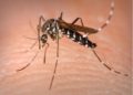 Más muertes por dengue en Guerrero