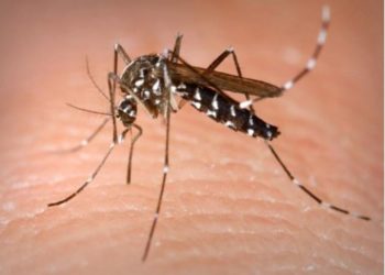 Más muertes por dengue en Guerrero