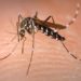 Más muertes por dengue en Guerrero
