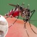 Lucha contra el dengue comienza en casa: Secretaría de Salud