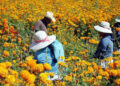 SLP entre los principales productores de flor de cempasúchil
