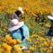 SLP entre los principales productores de flor de cempasúchil