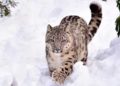 Leopardo de las nieves en peligro de extinción