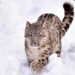 Leopardo de las nieves en peligro de extinción