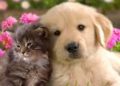 ¿Cuánto cuesta al mes tener un perro o un gato?
