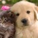 ¿Cuánto cuesta al mes tener un perro o un gato?