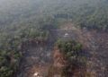 Modelo económico para salvar la Amazonia