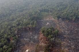 Modelo económico para salvar la Amazonia