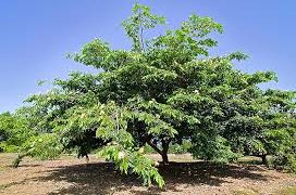Árbol de inga podría combatir la deforestación
