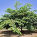Árbol de inga podría combatir la deforestación