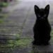 El mito de los gatos negros y la mala suerte