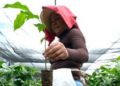 Sembrando Vida beneficia más de 229 mil campesinos