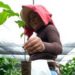 Sembrando Vida beneficia más de 229 mil campesinos