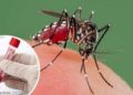 Detectan en Chihuahua 30 casos de dengue