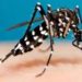 79% de casos de dengue en el país