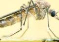 Mosquitos usados para combatir el dengue