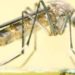 Mosquitos usados para combatir el dengue