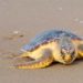 La difícil supervivencia de las tortugas