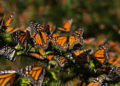 Se reduce vigilancia en reserva de la mariposa monarca